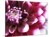 Dahlia Flower with Petals Radiating Outward, Sammamish, Washington, USA-Darrell Gulin-Stretched Canvas