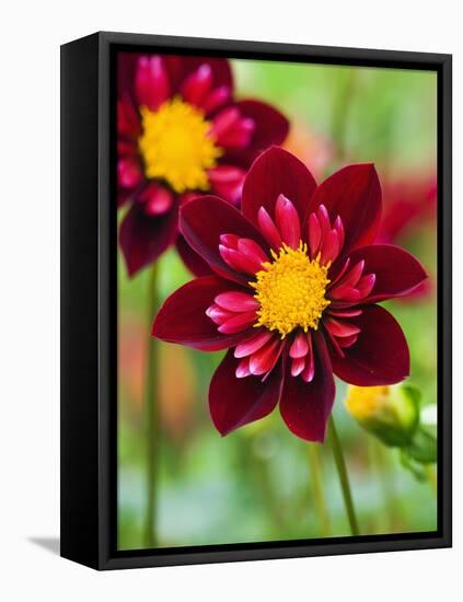 Dahlia Flower-Clive Nichols-Framed Stretched Canvas