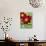 Dahlia Flower-Clive Nichols-Stretched Canvas displayed on a wall