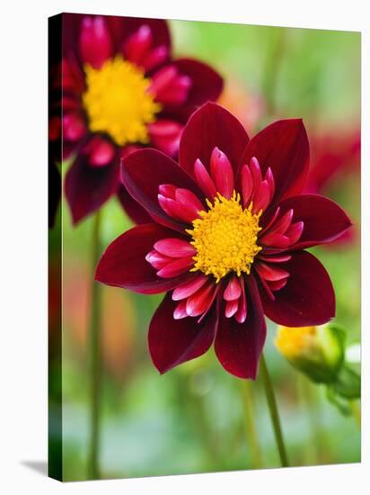 Dahlia Flower-Clive Nichols-Stretched Canvas