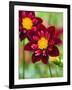 Dahlia Flower-Clive Nichols-Framed Photographic Print