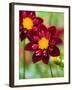 Dahlia Flower-Clive Nichols-Framed Photographic Print