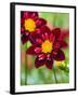 Dahlia Flower-Clive Nichols-Framed Photographic Print