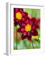 Dahlia Flower-Clive Nichols-Framed Photographic Print