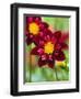 Dahlia Flower-Clive Nichols-Framed Photographic Print