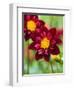 Dahlia Flower-Clive Nichols-Framed Photographic Print