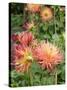 Dahlia Flowers, Mish Mash Variety Flowering in Summer, UK-Gary Smith-Stretched Canvas