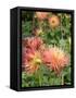 Dahlia Flowers, Mish Mash Variety Flowering in Summer, UK-Gary Smith-Framed Stretched Canvas