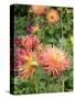 Dahlia Flowers, Mish Mash Variety Flowering in Summer, UK-Gary Smith-Stretched Canvas