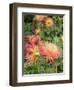 Dahlia Flowers, Mish Mash Variety Flowering in Summer, UK-Gary Smith-Framed Photographic Print