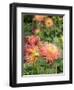 Dahlia Flowers, Mish Mash Variety Flowering in Summer, UK-Gary Smith-Framed Photographic Print