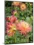 Dahlia Flowers, Mish Mash Variety Flowering in Summer, UK-Gary Smith-Mounted Photographic Print