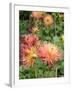 Dahlia Flowers, Mish Mash Variety Flowering in Summer, UK-Gary Smith-Framed Photographic Print