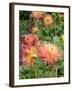 Dahlia Flowers, Mish Mash Variety Flowering in Summer, UK-Gary Smith-Framed Photographic Print