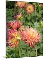 Dahlia Flowers, Mish Mash Variety Flowering in Summer, UK-Gary Smith-Mounted Photographic Print