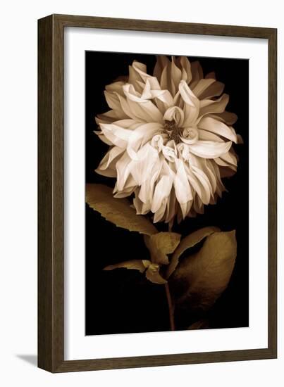 Dahlia I-Caroline Kelly-Framed Photo