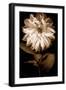 Dahlia I-Caroline Kelly-Framed Photo