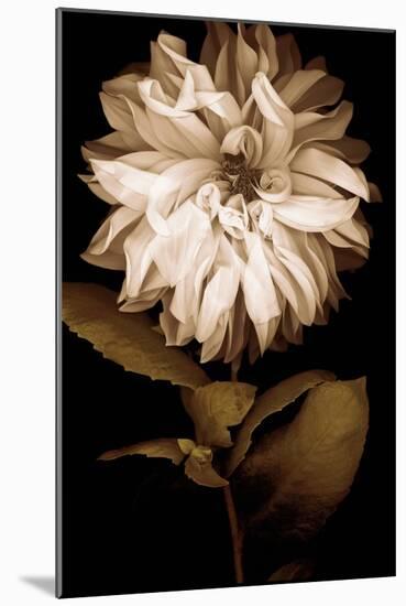 Dahlia I-Caroline Kelly-Mounted Photo