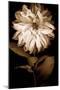 Dahlia I-Caroline Kelly-Mounted Photo