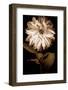 Dahlia I-Caroline Kelly-Framed Photo