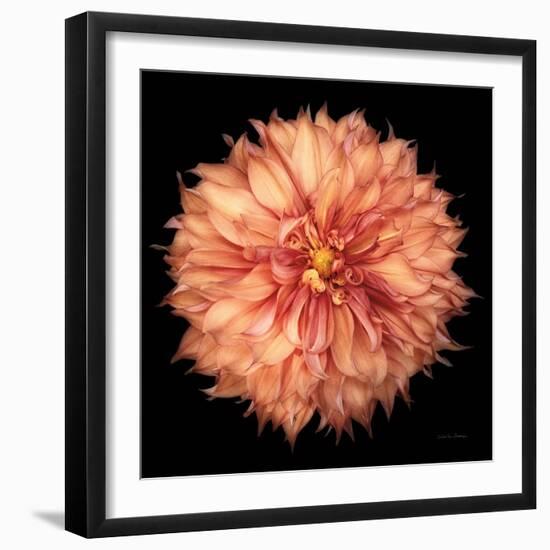 Dahlia I-Debra Van Swearingen-Framed Photographic Print