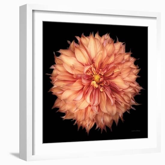 Dahlia I-Debra Van Swearingen-Framed Photographic Print