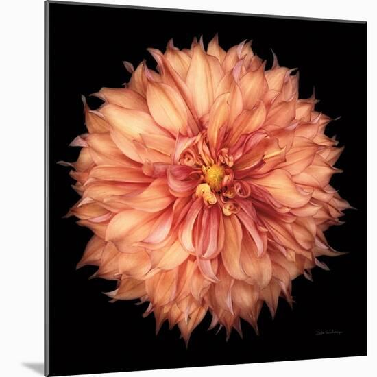 Dahlia I-Debra Van Swearingen-Mounted Photographic Print