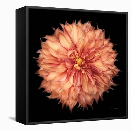 Dahlia I-Debra Van Swearingen-Framed Stretched Canvas