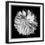 Dahlia II BW-Debra Van Swearingen-Framed Photographic Print