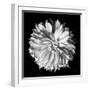 Dahlia II BW-Debra Van Swearingen-Framed Photographic Print