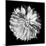 Dahlia II BW-Debra Van Swearingen-Mounted Photographic Print