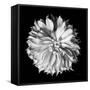 Dahlia II BW-Debra Van Swearingen-Framed Stretched Canvas