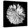 Dahlia II BW-Debra Van Swearingen-Stretched Canvas