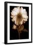 Dahlia II-Caroline Kelly-Framed Photo