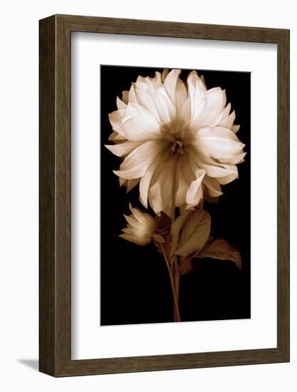 Dahlia II-Caroline Kelly-Framed Photo