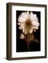 Dahlia II-Caroline Kelly-Framed Photo