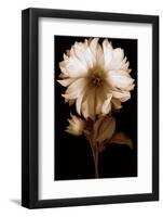 Dahlia II-Caroline Kelly-Framed Photo