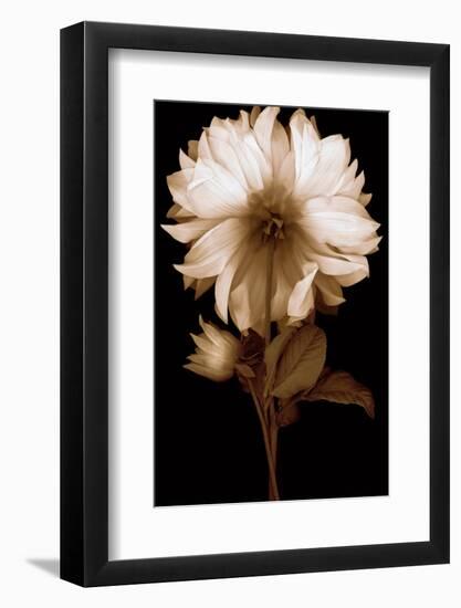 Dahlia II-Caroline Kelly-Framed Photo