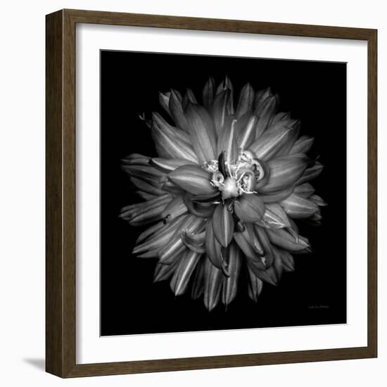 Dahlia III BW-Debra Van Swearingen-Framed Photographic Print