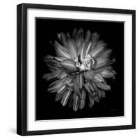 Dahlia III BW-Debra Van Swearingen-Framed Photographic Print