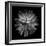 Dahlia III BW-Debra Van Swearingen-Framed Photographic Print