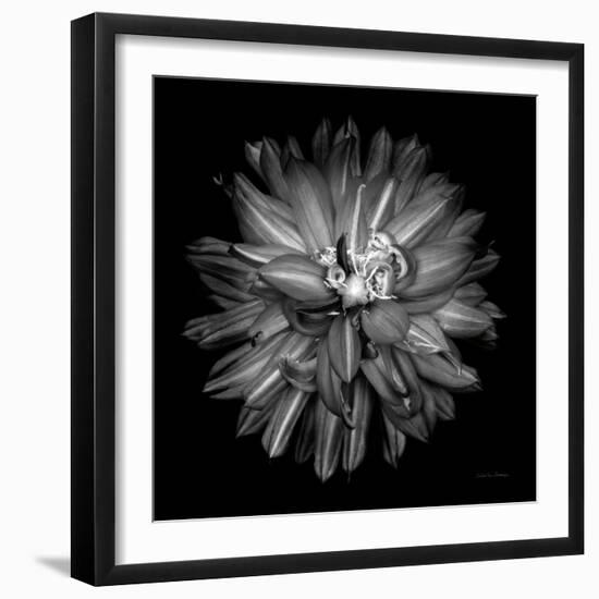 Dahlia III BW-Debra Van Swearingen-Framed Photographic Print