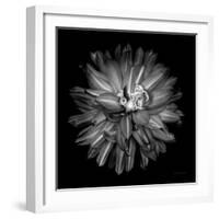 Dahlia III BW-Debra Van Swearingen-Framed Photographic Print