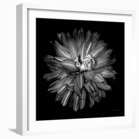 Dahlia III BW-Debra Van Swearingen-Framed Photographic Print