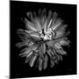 Dahlia III BW-Debra Van Swearingen-Mounted Photographic Print