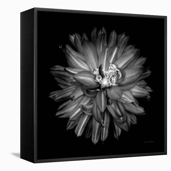 Dahlia III BW-Debra Van Swearingen-Framed Stretched Canvas