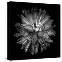 Dahlia III BW-Debra Van Swearingen-Stretched Canvas