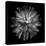 Dahlia III BW-Debra Van Swearingen-Stretched Canvas