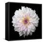 Dahlia IV-Debra Van Swearingen-Framed Stretched Canvas