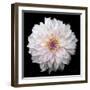 Dahlia IV-Debra Van Swearingen-Framed Photographic Print